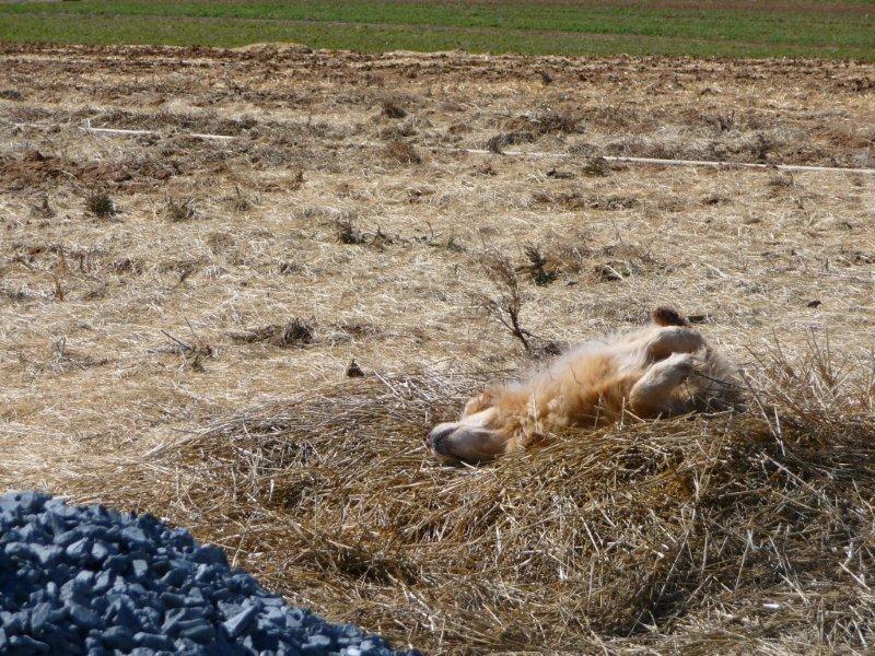 4 farm dog pic